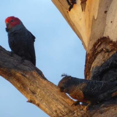 Callocephalon fimbriatum (Gang-gang Cockatoo) at Hughes, ACT - 25 Nov 2018 by JackyF