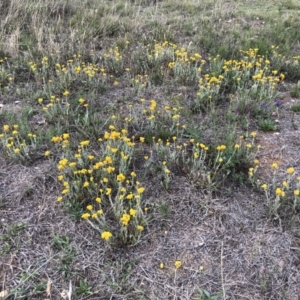 Chrysocephalum apiculatum at Molonglo Valley, ACT - 25 Nov 2018 01:07 PM