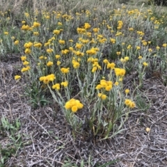 Chrysocephalum apiculatum at Molonglo Valley, ACT - 25 Nov 2018