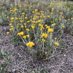 Chrysocephalum apiculatum at Molonglo Valley, ACT - 25 Nov 2018