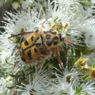 Neorrhina punctatum (Spotted flower chafer) at Tura Beach, NSW - 24 Nov 2018 by StarHair