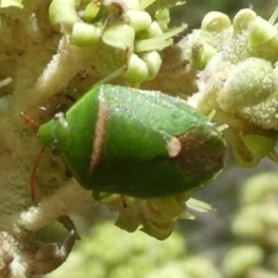 Ocirrhoe unimaculata (Green Stink Bug) at Tura Beach, NSW - 24 Nov 2018 by StarHair