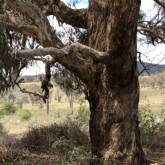 Eucalyptus melliodora at Molonglo Valley, ACT - 25 Nov 2018