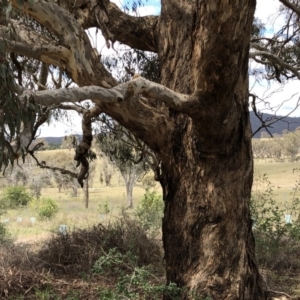 Eucalyptus melliodora at Molonglo Valley, ACT - 25 Nov 2018