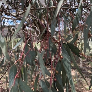 Eucalyptus melliodora at Molonglo Valley, ACT - 25 Nov 2018