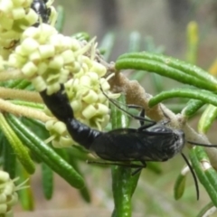 Rhagigaster ephippiger (Smooth flower wasp) at Tura Beach, NSW - 24 Nov 2018 by StarHair