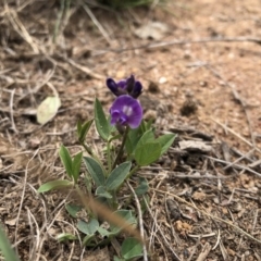 Glycine tabacina at Molonglo Valley, ACT - 25 Nov 2018