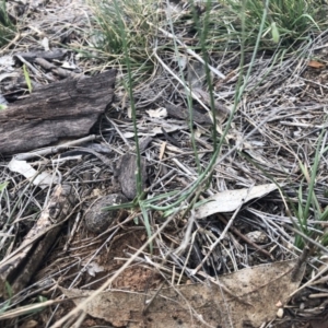 Wahlenbergia luteola at Molonglo Valley, ACT - 25 Nov 2018