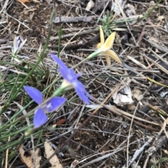 Wahlenbergia luteola at Molonglo Valley, ACT - 25 Nov 2018 02:13 PM