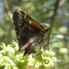 Toxidia doubledayi (Lilac Grass-skipper) at Tura Beach, NSW - 24 Nov 2018 by StarHair