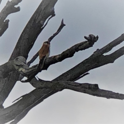 Falco cenchroides (Nankeen Kestrel) at Molonglo Valley, ACT - 25 Nov 2018 by AndyRussell