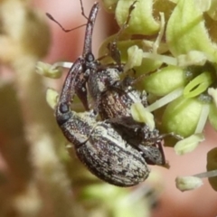 Meriphus sp. (genus) (Flower Weevil) at Tura Beach, NSW - 24 Nov 2018 by StarHair