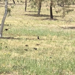 Sturnus vulgaris at Molonglo Valley, ACT - 25 Nov 2018 12:30 PM