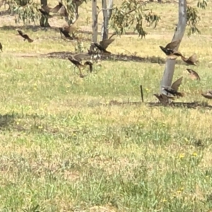 Sturnus vulgaris at Molonglo Valley, ACT - 25 Nov 2018 12:30 PM