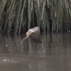 Ptilotula penicillata at Belconnen, ACT - 26 Nov 2018