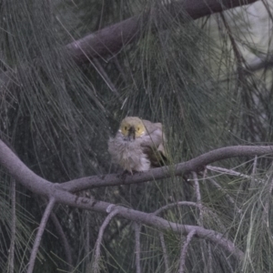 Ptilotula penicillata at Belconnen, ACT - 26 Nov 2018