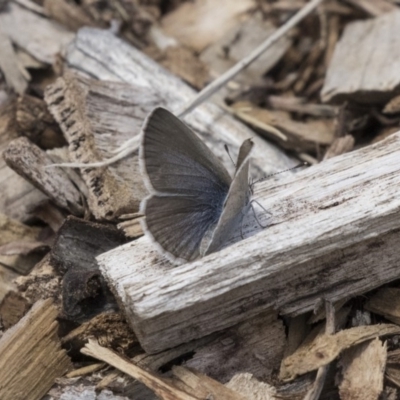 Zizina otis (Common Grass-Blue) at Lake Ginninderra - 26 Nov 2018 by Alison Milton