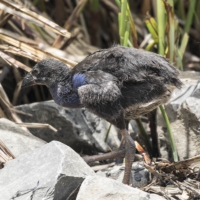 Porphyrio melanotus (Australasian Swamphen) at Belconnen, ACT - 26 Nov 2018 by AlisonMilton