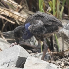 Porphyrio melanotus at Belconnen, ACT - 26 Nov 2018