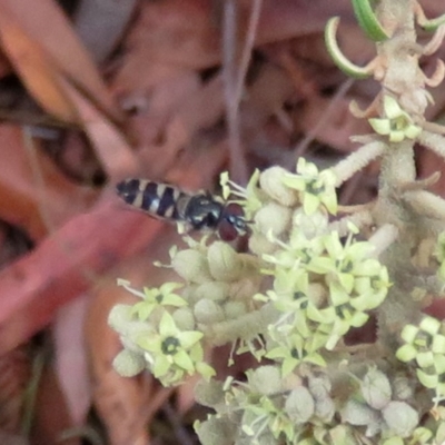 Melangyna sp. (genus) (Hover Fly) at Tura Beach, NSW - 24 Nov 2018 by StarHair