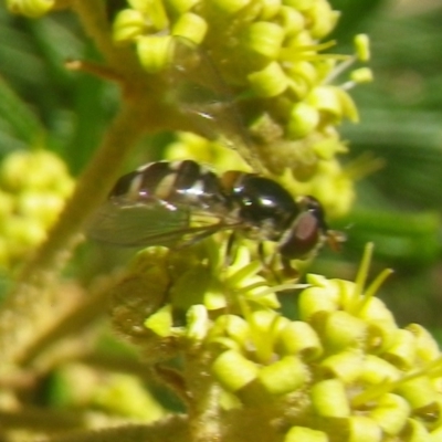 Melangyna sp. (genus) (Hover Fly) at Tura Beach, NSW - 23 Nov 2018 by StarHair