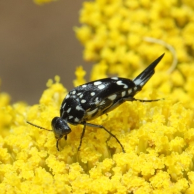 Mordella dumbrelli (Dumbrell's Pintail Beetle) at Acton, ACT - 25 Nov 2018 by TimL