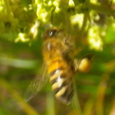 Apis mellifera (European honey bee) at Tura Beach, NSW - 24 Nov 2018 by StarHair