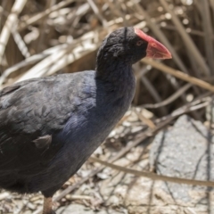 Porphyrio melanotus (Australasian Swamphen) at Belconnen, ACT - 26 Nov 2018 by Alison Milton