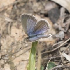 Zizina otis (Common Grass-Blue) at Belconnen, ACT - 26 Nov 2018 by AlisonMilton