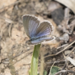 Zizina otis at Belconnen, ACT - 26 Nov 2018