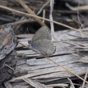 Zizina otis at Belconnen, ACT - 26 Nov 2018