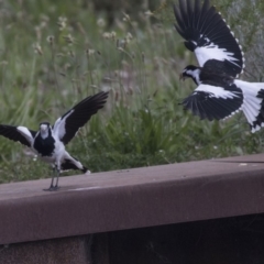 Grallina cyanoleuca (Magpie-lark) at Belconnen, ACT - 26 Nov 2018 by Alison Milton