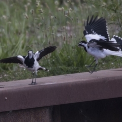 Grallina cyanoleuca at Belconnen, ACT - 26 Nov 2018 12:35 PM