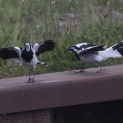 Grallina cyanoleuca at Belconnen, ACT - 26 Nov 2018 12:35 PM