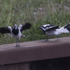 Grallina cyanoleuca at Belconnen, ACT - 26 Nov 2018