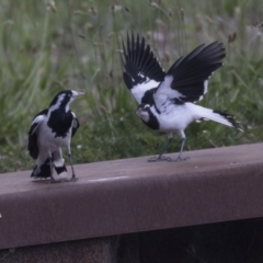 Grallina cyanoleuca at Belconnen, ACT - 26 Nov 2018 12:35 PM