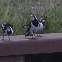 Grallina cyanoleuca at Belconnen, ACT - 26 Nov 2018