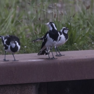 Grallina cyanoleuca at Belconnen, ACT - 26 Nov 2018 12:35 PM