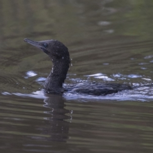 Phalacrocorax sulcirostris at Belconnen, ACT - 26 Nov 2018