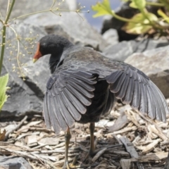 Gallinula tenebrosa (Dusky Moorhen) at Belconnen, ACT - 26 Nov 2018 by Alison Milton