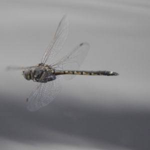 Hemicordulia tau at Belconnen, ACT - 26 Nov 2018