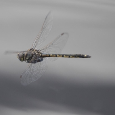 Hemicordulia tau (Tau Emerald) at Lake Ginninderra - 26 Nov 2018 by AlisonMilton