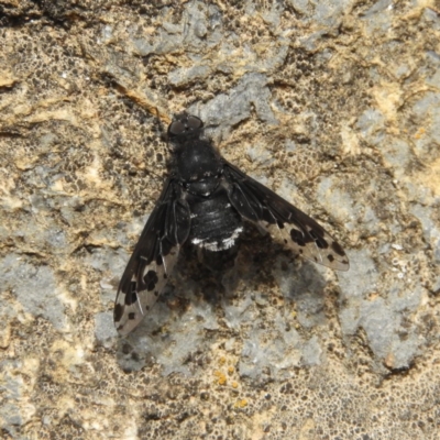 Anthrax sp. (genus) (Unidentified Anthrax bee fly) at Hackett, ACT - 26 Nov 2018 by MatthewFrawley