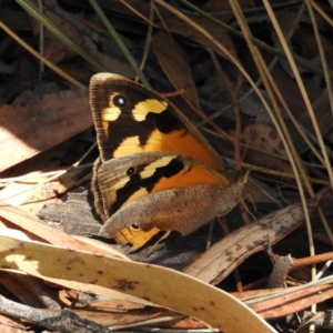 Heteronympha merope at Hackett, ACT - 26 Nov 2018 01:47 PM