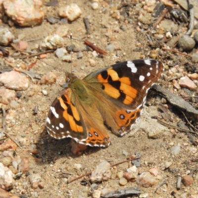 Vanessa kershawi (Australian Painted Lady) at Point 4999 - 26 Nov 2018 by MatthewFrawley