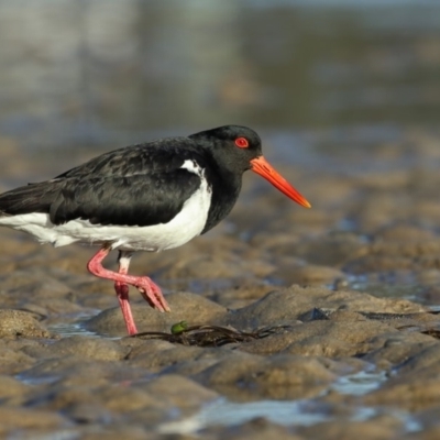 Haematopus longirostris (Australian Pied Oystercatcher) at Merimbula, NSW - 26 Nov 2018 by Leo