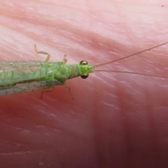Chrysopidae (family) (Unidentified Green lacewing) at Narrabundah, ACT - 14 Nov 2018 by RobParnell