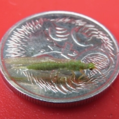 Chrysopidae (family) at Narrabundah, ACT - 14 Nov 2018