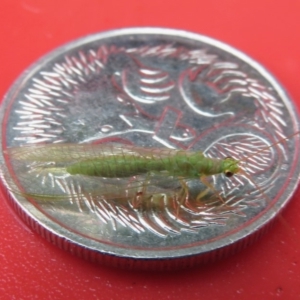 Chrysopidae (family) at Narrabundah, ACT - 14 Nov 2018