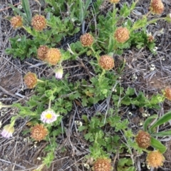 Calotis glandulosa (Mauve Burr-daisy) at Cooma, NSW - 26 Nov 2018 by Katarina